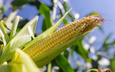 Milho Hibrido 1-Tonelada