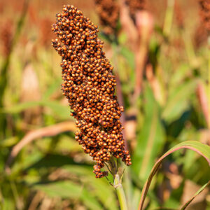 Sorgo - Saca 60 kg