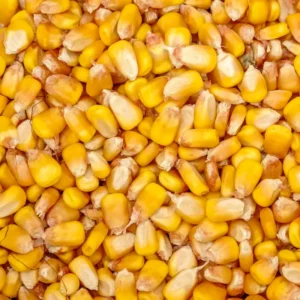 Milho Tipo 1- Saca 60 KG